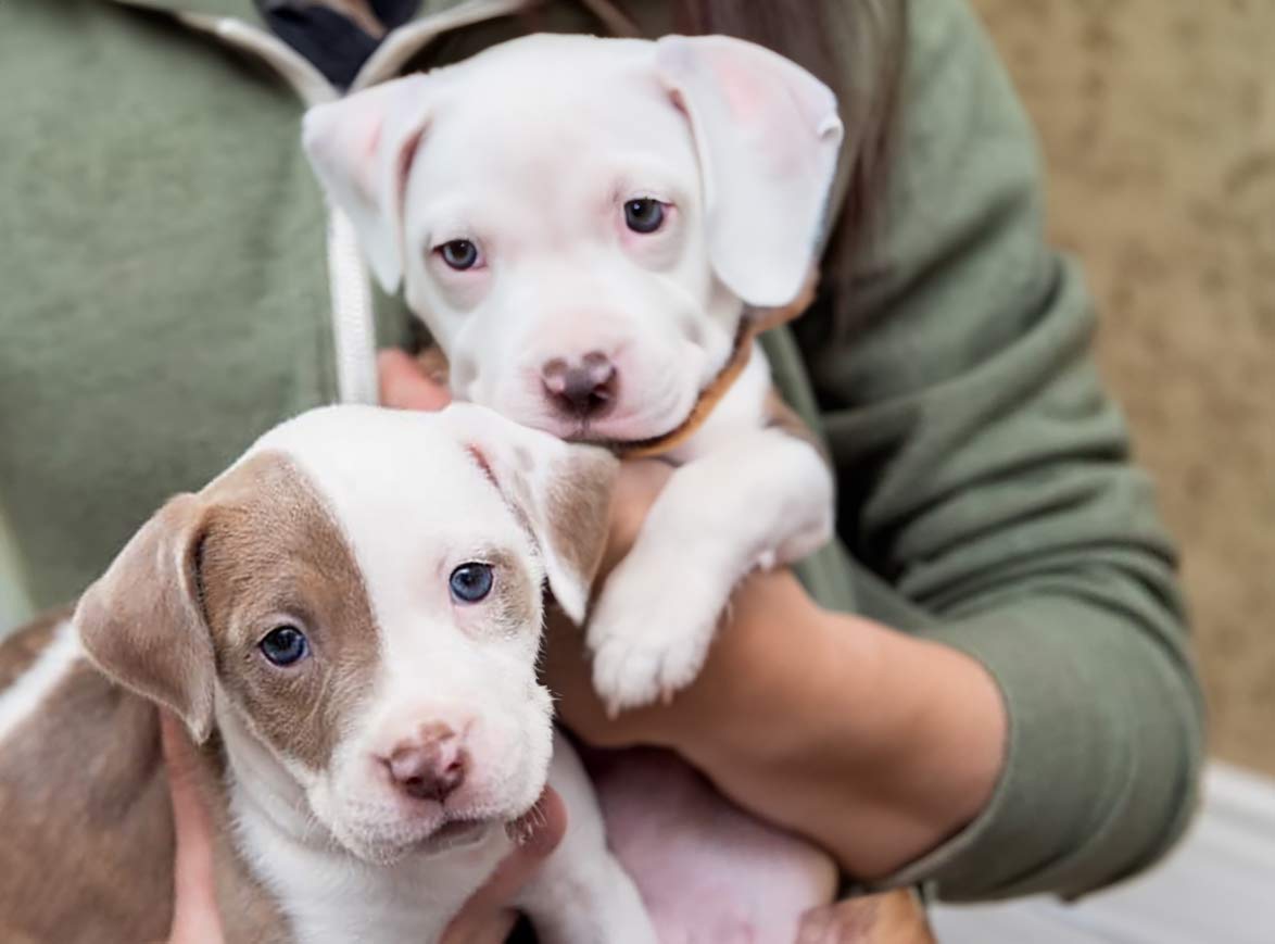 Pet Adoption in Halifax